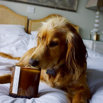 【WUZ屋子】英國 wxy  Amber 蠟燭 - 黑蠟木 & 乳香