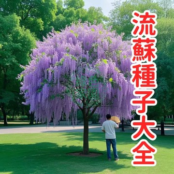 天然流蘇花樹種子 開花植物 庭院造景 陽台盆栽 綠化樹木 四季花卉 園藝植物 花苗 花樹 景觀樹種 花期長 香花植物 播