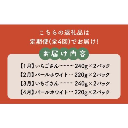 ふるさと納税 食べ比べ！いちごさん＆パールホワイト定期便[IBG012] 佐賀県白石町