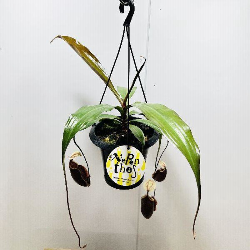 希少品種 観葉植物 食虫植物：ウツボカズラ ネペンテス スキ