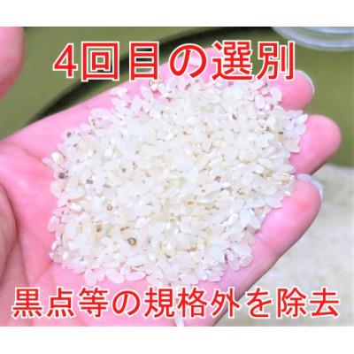 ふるさと納税 大仙市 25kg(5kg×5)大手有名百貨店出荷米　あきたこまち　令和5年産米