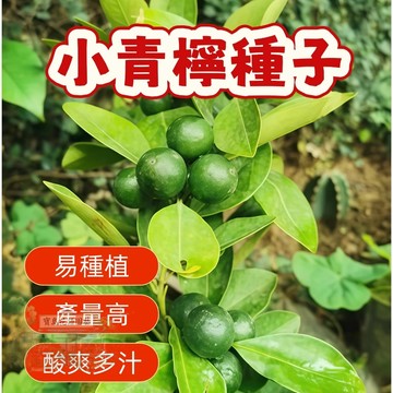 🍋小青檸種子 nm  四季盆栽檸檬樹種子多年生果樹南北部  高產水果種子 水果盆栽 四季種植    #Lemon