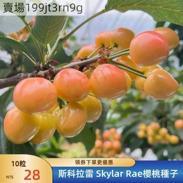 現貨🍒斯科拉雷 Skylar Rae櫻桃種子（50粒）🍒2025年新種 多年生車厘子種子 果大味濃，甜脆多汁 庭院陽台
