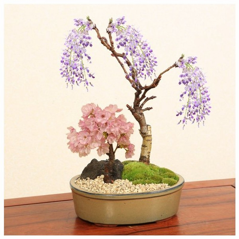 盆栽 桜 藤寄せ植え 陶器鉢 22年春開花予定 鉢が選べる さくら ふじ お花見 誕生日 祝 旭山桜 ギフト Gift プレゼントにもbonsai 通販 Lineポイント最大0 5 Get Lineショッピング