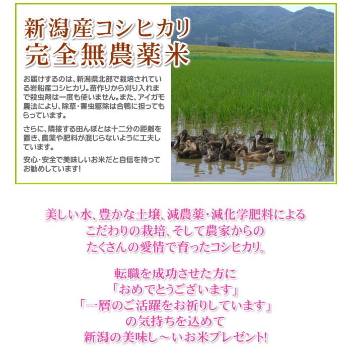 転職 プレゼント お米 3kg 農薬不使用 希少米コシヒカリ 無洗米 新潟米 人気 お礼の品 お返し 送料無料