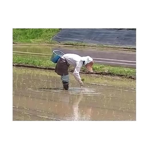 ふるさと納税 新潟県 津南町 杵つき餅　白餅５パック　「餅の王様」と呼ばれている魚沼産こがねもちを使用。