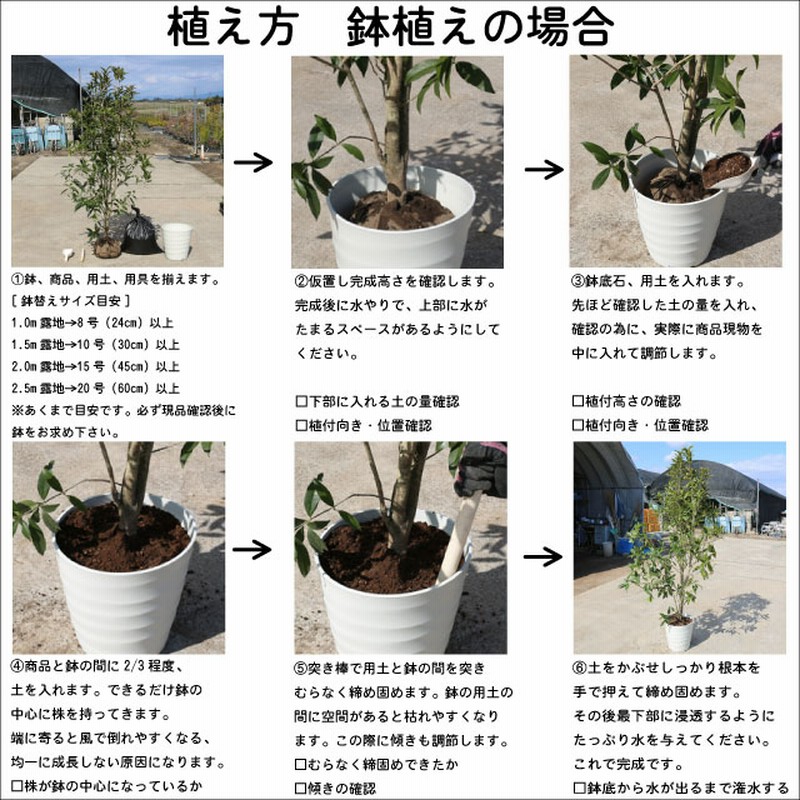 アズキナシ 株立ち 2.5m 露地 2本 苗木 - 植木、庭木