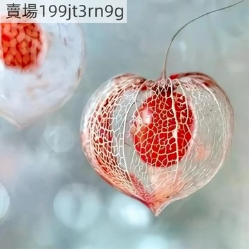 現貨🥝奶油菇娘果種子（500粒）高產粒粒甜黃菇娘種子紅菇娘果 紫菇娘果種子 酸漿果 庭院盆栽種植 皮薄肉厚甜度高水果種子