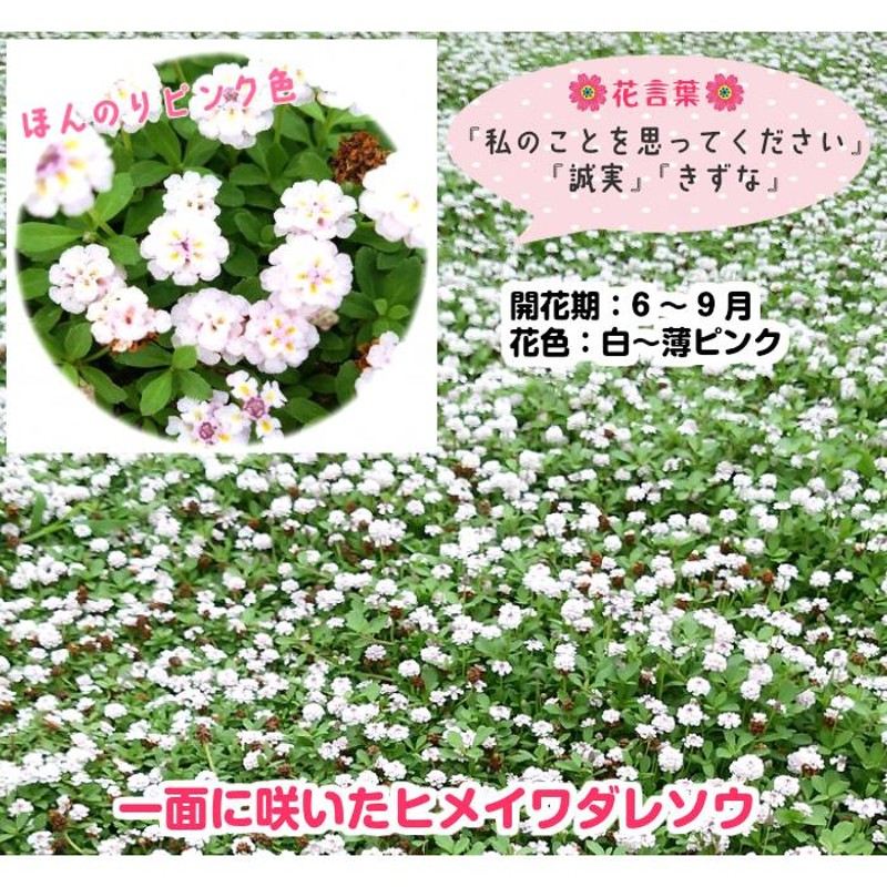 ヒメイワダレソウ（リピア）10Potセット・苗 雑草対策 白花 グランドカバー （送料無料） | LINEブランドカタログ