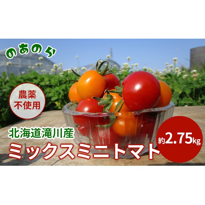  北海道 滝川市 産 ミックス ミニトマト 約2.75kg トマト 野菜 やさい みにとまと