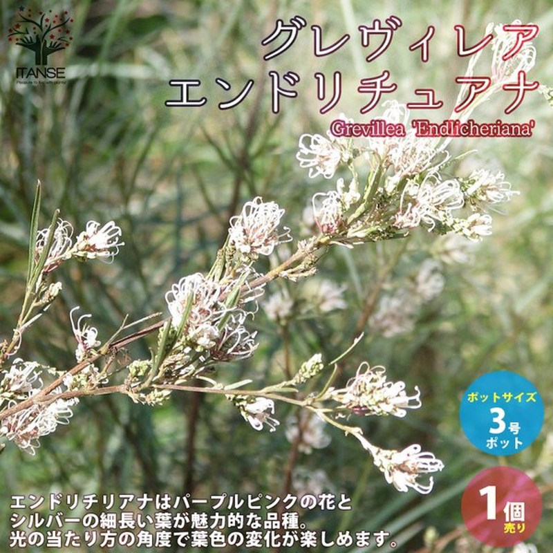 グレビレア エンドリチェリアナ 庭木 花木苗 1 1個売り 庭木 植木 花木 観賞用 新生活 プレゼント 贈答 送料無料 通販 Lineポイント最大0 5 Get Lineショッピング