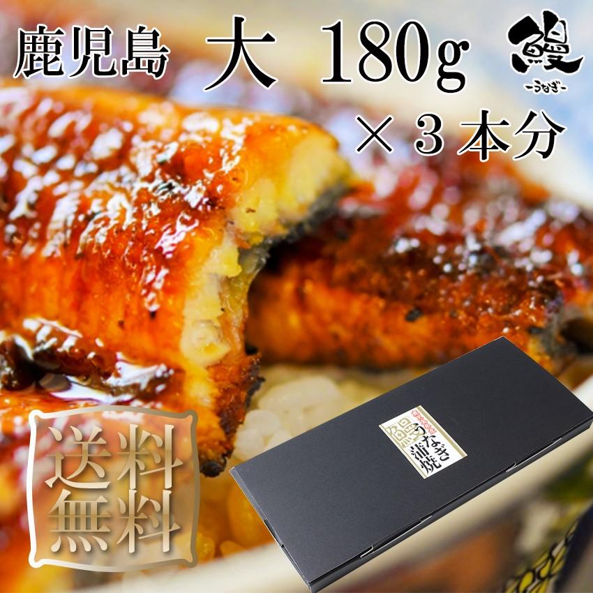 うなぎ蒲焼 大 180g×3本 御歳暮 ギフト プレゼント 送料無料 鹿児島産 鰻