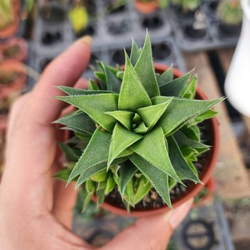 P老闆園藝~白羊宮 3吋盆 1吋盆 多肉植物