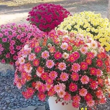 【🌼洋甘菊種子】佳人粉/深邃藍瑪/天使雛菊等11款可選🌱多色混搭 清新淡雅 陽台盆栽 新手好種 耐寒耐旱 易於栽培