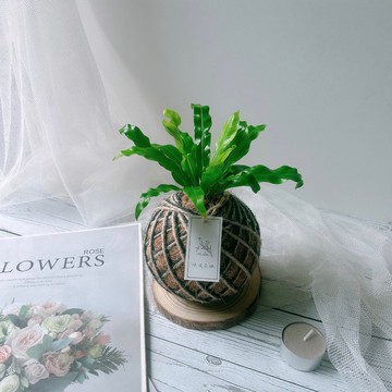 小苔球 山蘇 植栽