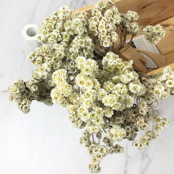 進口乾燥天然小野菊 乾燥花圈不凋花拍照道具手作素材室內擺飾乾燥花材 58元 束 Yahoo奇摩超級商城 Line購物