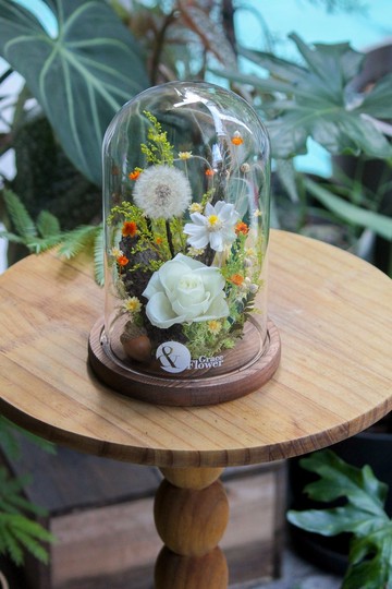 植感蒲公英玻璃花盅