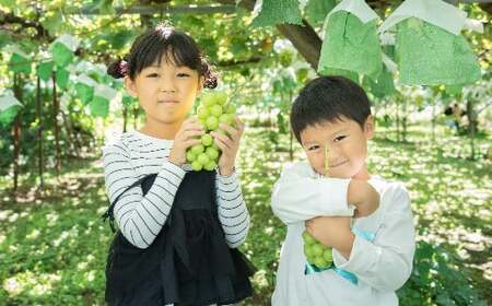 塩尻市産シャインマスカット1.8kg2024年9月下旬～10月下旬頃発送