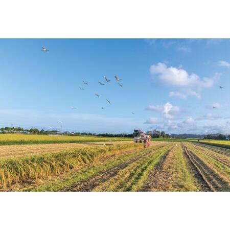 ふるさと納税 千葉県一宮町産コシヒカリ（玄米30kg）令和6年度産米 千葉県一宮町