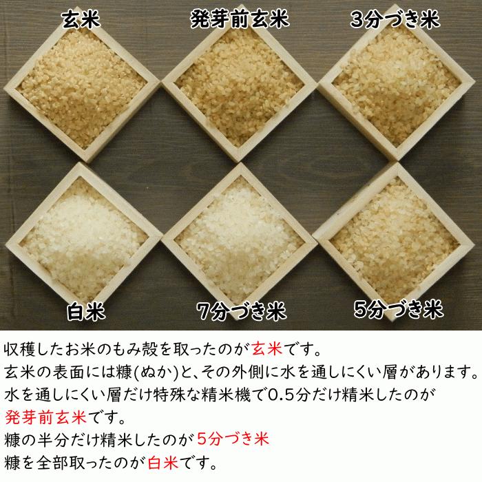 無農薬 無肥料 発芽前玄米10Kg 福岡県産 令和5年度産 元気つくし 0.5分づき米 発芽玄米 筑後久保農園 自然栽培米