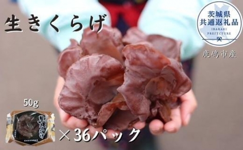 生きくらげ　50g×36パック（茨城県共通返礼品／鹿嶋市産）