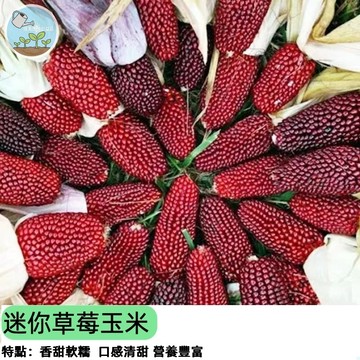 🌽【超可愛迷你裝飾】草莓玉米種子 四色觀賞玉米 乾燥花素材 居家擺飾 陽台盆栽可種 自然農藝DIY 親子種植樂趣