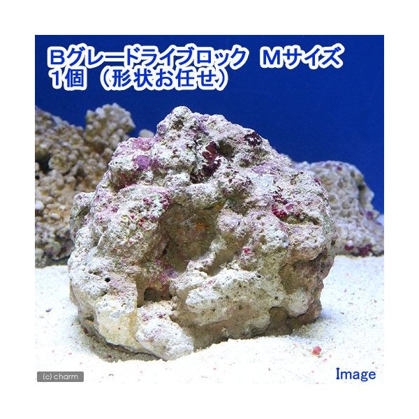 海水魚 ｂグレードライブロック ｍサイズ １個 形状お任せ 北海道航空便要保温 通販 Lineポイント最大0 5 Get Lineショッピング