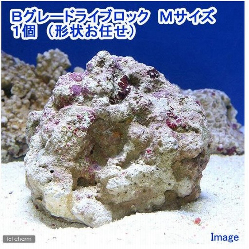 海水魚 ｂグレードライブロック ｍサイズ １個 形状お任せ 北海道航空便要保温 通販 Lineポイント最大0 5 Get Lineショッピング