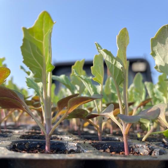 野菜 ブロッコリー まっつん農園のブロッコリー！6個 産地直送