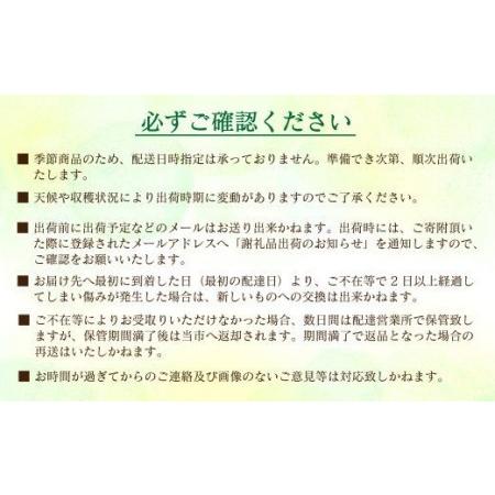 ふるさと納税 摘みたて完熟いちご「愛〜めぐみ〜」（約250ｇ×4トレー） 愛媛県西条市