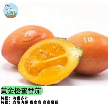 🍊【超甜新品】黃金橙蜜番茄種子 水果小番茄 橙黃色果實 皮薄爆汁 高糖低酸 陽台盆栽 親子種植 四季播種