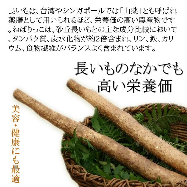 鳥取県北栄町特産 砂丘長いもの「ねばりっこ」約2kg 訳あり（ご自宅用） 送料無料（北海道・沖縄を除く）