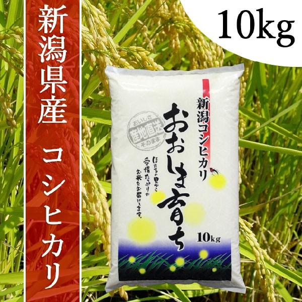 令和５年度産　おおしま育ち　コシヒカリ　白米　１０kg