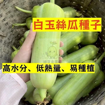🌱高產早熟（白玉絲瓜種子）高水分 低熱量 易種植 富含VC 農家庭院種植 蔬菜種子 易活 清香 瓜果蔬菜種子#果菜類