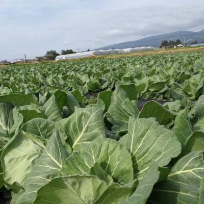 ふるさと納税 高鍋町 馬渡の手羽餃子18本