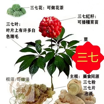 嘉儀現貨（三七種子）金不換品質，中醫推薦當當季三七種子野生紅籽 四季易種名貴藥材種籽陽台盆栽室內室外直立草本植物
