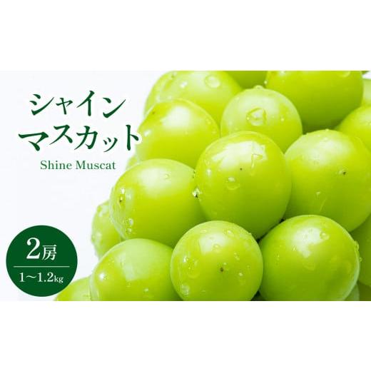 ふるさと納税 長野県 千曲市 爽やかな甘さシャインマスカット2房（1〜1.2kg）