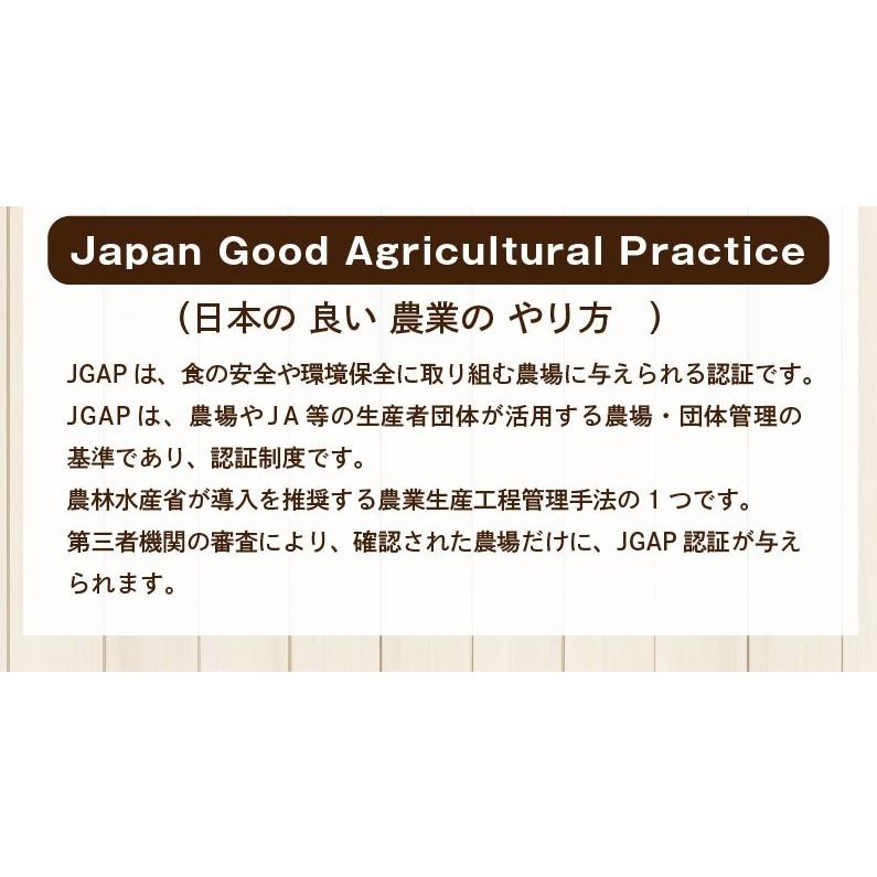 ポイント5倍 りんご 青森 葉とらず サンふじ ご家庭用 約6kg 約3kg×2箱 ちょっぴり 訳あり 送料無料 産直 世界が認めたリンゴ Y常