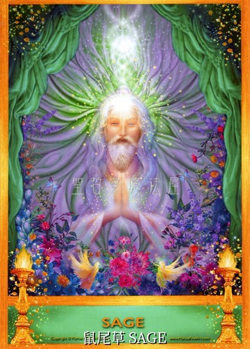 鼠尾草 SAGE【5*7吋美國進口正版作品】精靈天使精油神諭卡 - 精油天使系列畫