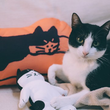 【福袋】酷酷貓的月曆抱枕經典收藏組