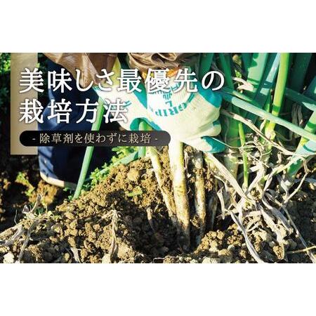 ふるさと納税 カマシチねぎ屋 旬の甘ねぎ 5kg（約27本〜42本） 宮城県角田市