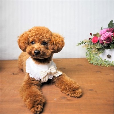 首襟 くび襟 プレゼント 犬用アクセサリー 襟飾り 犬用雑貨 ネックレス  ranmarche ランマルシェ