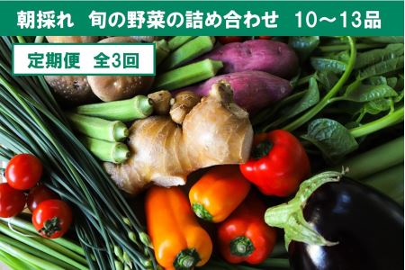 旬の朝採れ土佐野菜詰め合わせ(10～13品目)