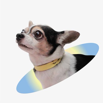 Twits 單薄寵物項圈，真皮軟皮，刻上名字，狗項圈，貓項圈。