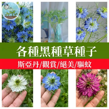 【台灣現貨】黑種草種子 又名斯亞丹/愛情花 四季開花易種 香草植物可泡茶 花壇陽台盆栽 蜜源植物 贈種植指南 居家園藝