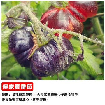 傳家寶番茄種子 老品種番茄 傳統番茄 復古番茄 古早味番茄 陽台盆栽 鮮食沙律 家庭菜園 厚肉多汁 風味濃郁 適合生食
