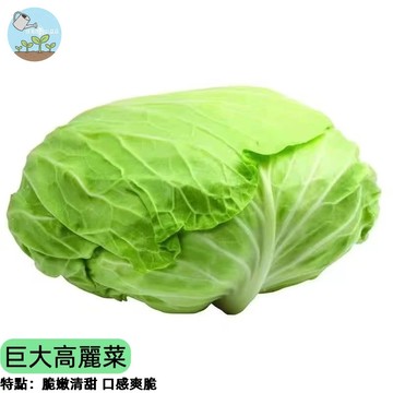 🥬【阿嬤也驚呆】巨大高麗菜種子 巨無霸高山高麗菜 山東大白菜系 耐寒易種 家庭菜園必種 口感脆甜 一棵吃一週