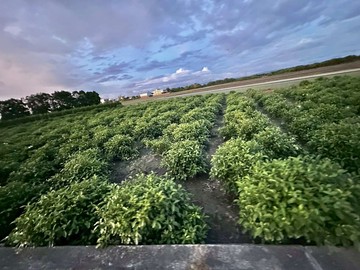 #專任#急售彰化溪州持分百坪臨路農牧用地｜彰化縣溪州鄉更新段