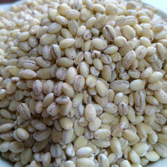 販売期間2024 09 01まで 米・穀物 雑穀  令和5年宮崎県産もち麦５００ｇ 産地直送
