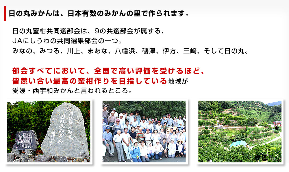 愛媛県より産地直送 JAにしうわ 日の丸みかん 千両 LからSサイズ ３キロ(24玉から36玉) 送料無料 蜜柑 ミカン